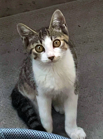 ノラ猫機械